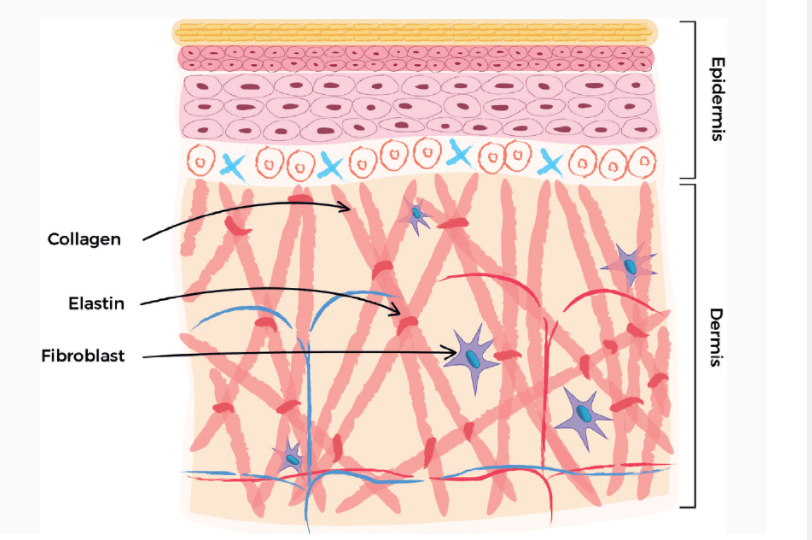 Illustration of Collagen MINERVA Research Labs Ltd - London