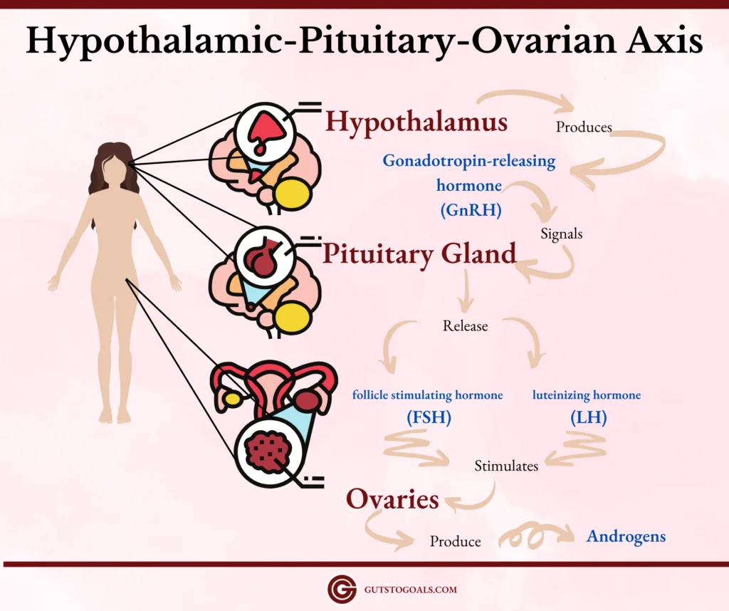 Infographic of HPO Axis The Hypothalamus produces Gonadotropin-releasing hormones or GNRH that signals the pituitary gland to release fSH and LH, which stimulates the ovaries to produce androgens
